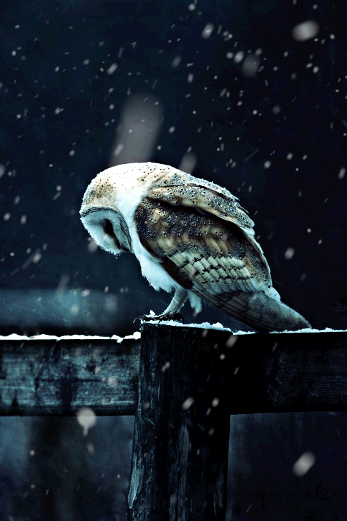 A barn owl stands on a fencepost on a moonlit night with snow falling.
