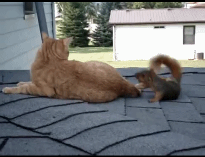 An animated gif of an orange tabby cat and a brown squirrel frolicking on a roof.