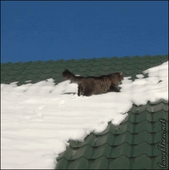 A fluffy grey cat walks across a green tile roof that has snow on it. The melting snow gives way and the cat goes sledding down the roof.