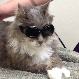 A grey cat with a white chest and paws lies down with her front legs crossed in front of her. She's wearing dark tinted goggles.