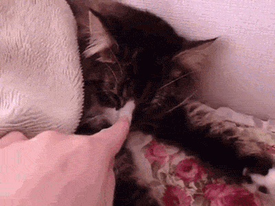 A white person lightly pokes a sleepy grey and white tabby cat on the nose. The cat covers its face with its paws and curls up under a blanket.
