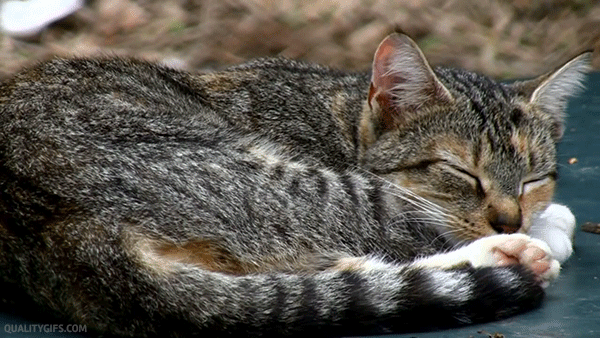 An animated gif of a grey and brown tiger cat curled up and napping.