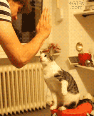 An animated gif of a white man giving a high five to a white and tiger striped cat.