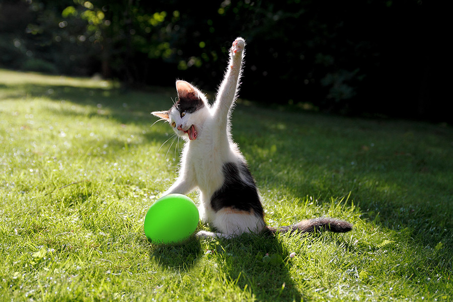 A small black and white cat sits on a grassy lawn with a small green balloon. Its mouth is open and it has one paw straight up in the air, poised to strike the unsuspecting balloon.
