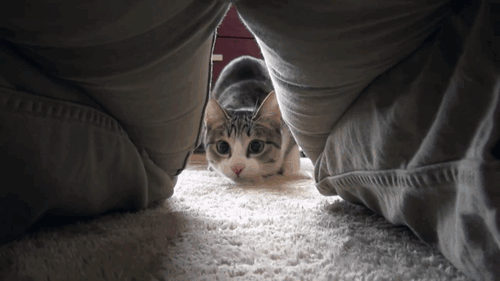 An animated gif of a grey and white cat  viewed from between a person's legs. The cat wiggles its butt before launching itself at the camera .