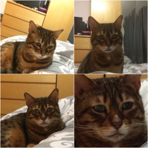 Four images of a grey and brown tiger cat looking very serious.
