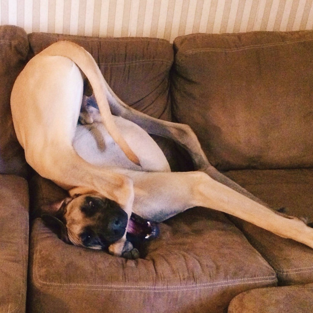 A tan Great Dane dog  on a brown sofa is bent in half with its butt up in the air and is chewing its back foot.