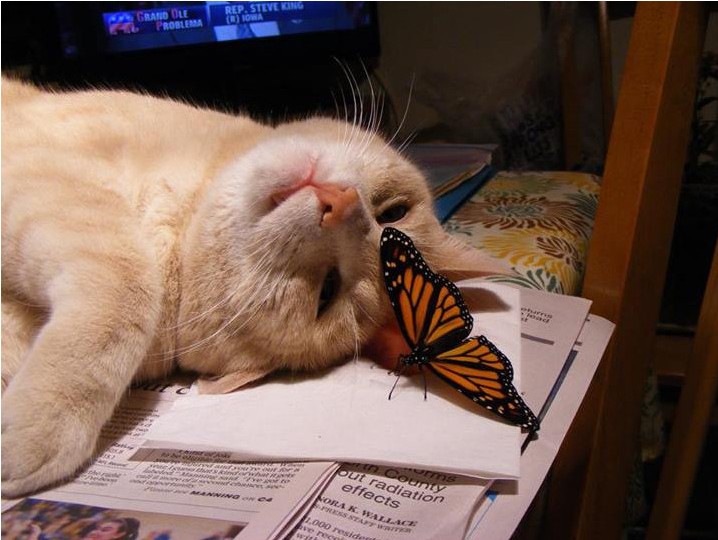 A tan colored cat lays on a desk with a monarch butterfly on its head.