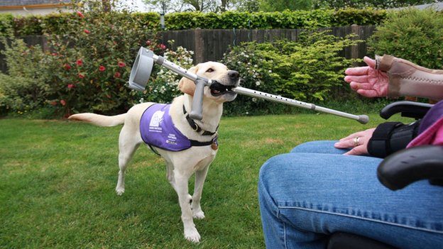 A yellow lab wearing a purple vest holds a crutch in its mouth and offers it to a seated white person.