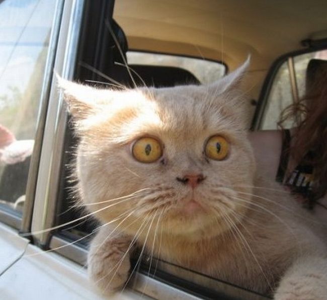A tan cat with yellow eyes open wide looks out through an open car window like in a scene from the movie Fear and Loathing in Las Vegas.