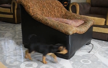 An animated gif of a black and tan puppy running circles around an armchair chasing the end of the leash clipped to his collar.