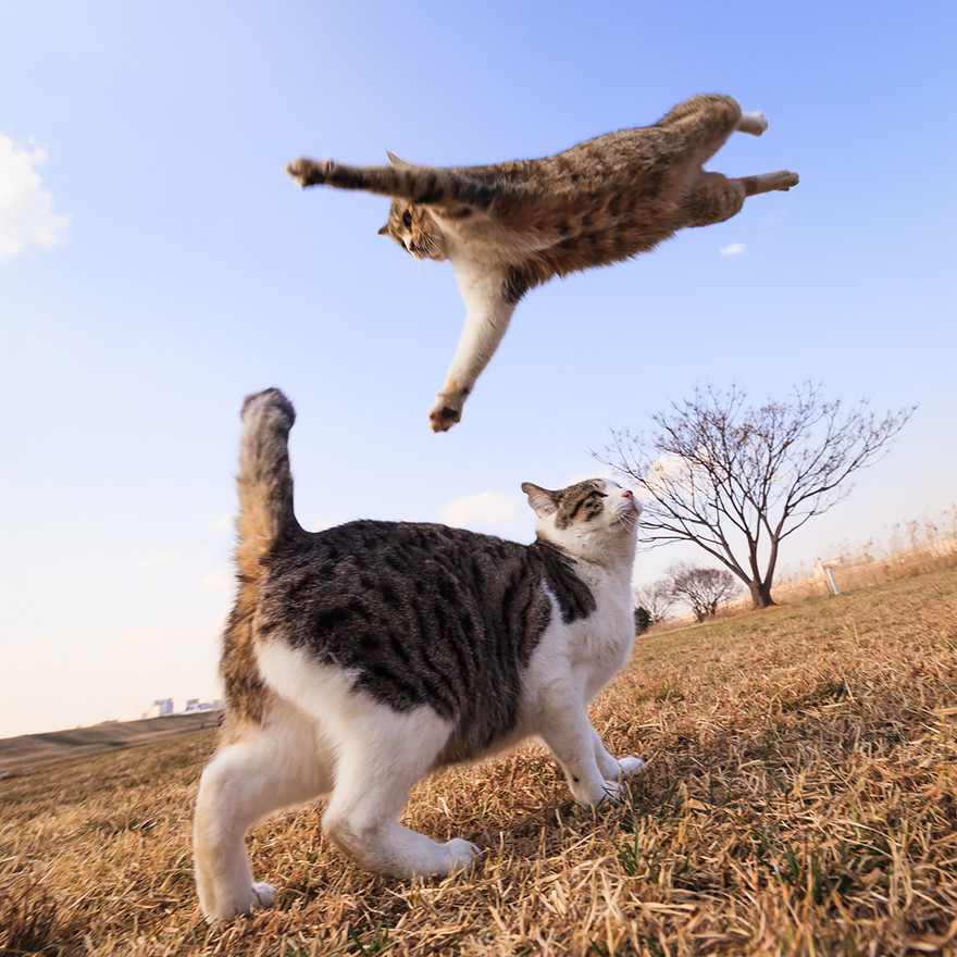 An action shot of a striped tiger cat leaping over a brown and white cat standing in a field.