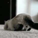 A looping animated gif of a cat moving across a carpeted floor, wiggling its butt.