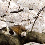A white and orange tortoiseshell cat snoozes on a tree limb in a flowering tree covered in blooms.