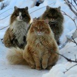 Three fluffy cats sit outside in the snow on a sunny winter day