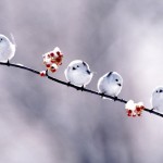 Four unbelievably cute little white fluffy birds perch on a branch of bittersweet that has a dusting of snow on it.