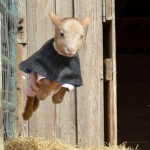 A leaping, fawn-colored goat wearing a pink sweater under a blue jacket.